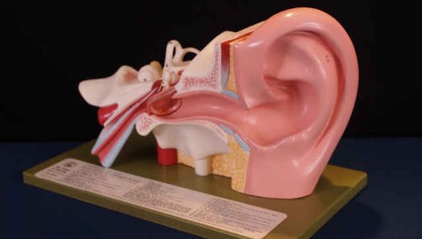 sordità e funzionamento dell'orecchio umano